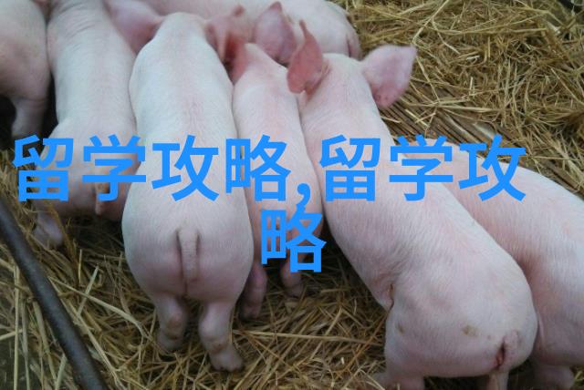 申请意大利留学就读可以采取的计划